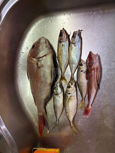 釣果