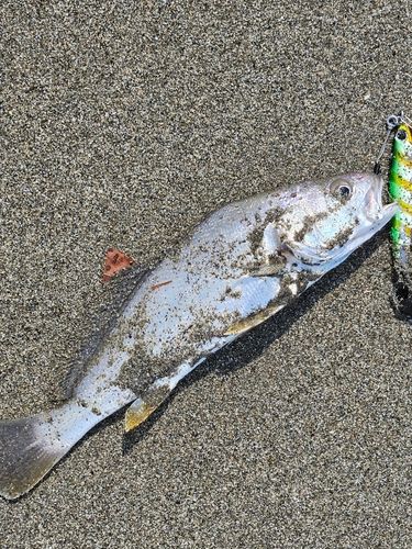 ニベの釣果
