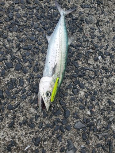サゴシの釣果