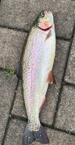 ニジマスの釣果