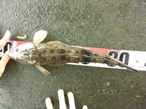 コチの釣果