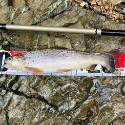 ブラウントラウト