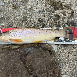 ブラウントラウト