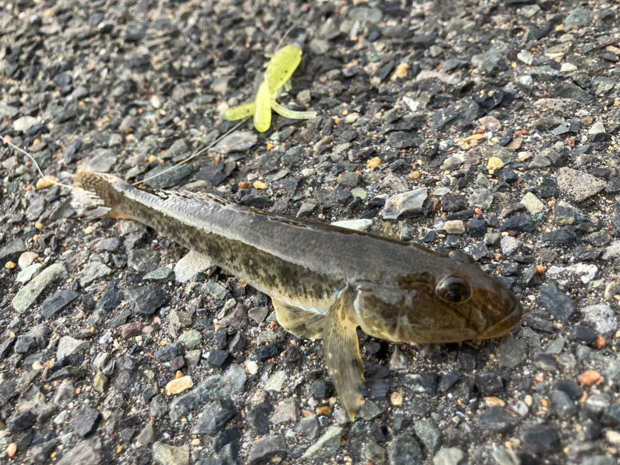 マハゼ