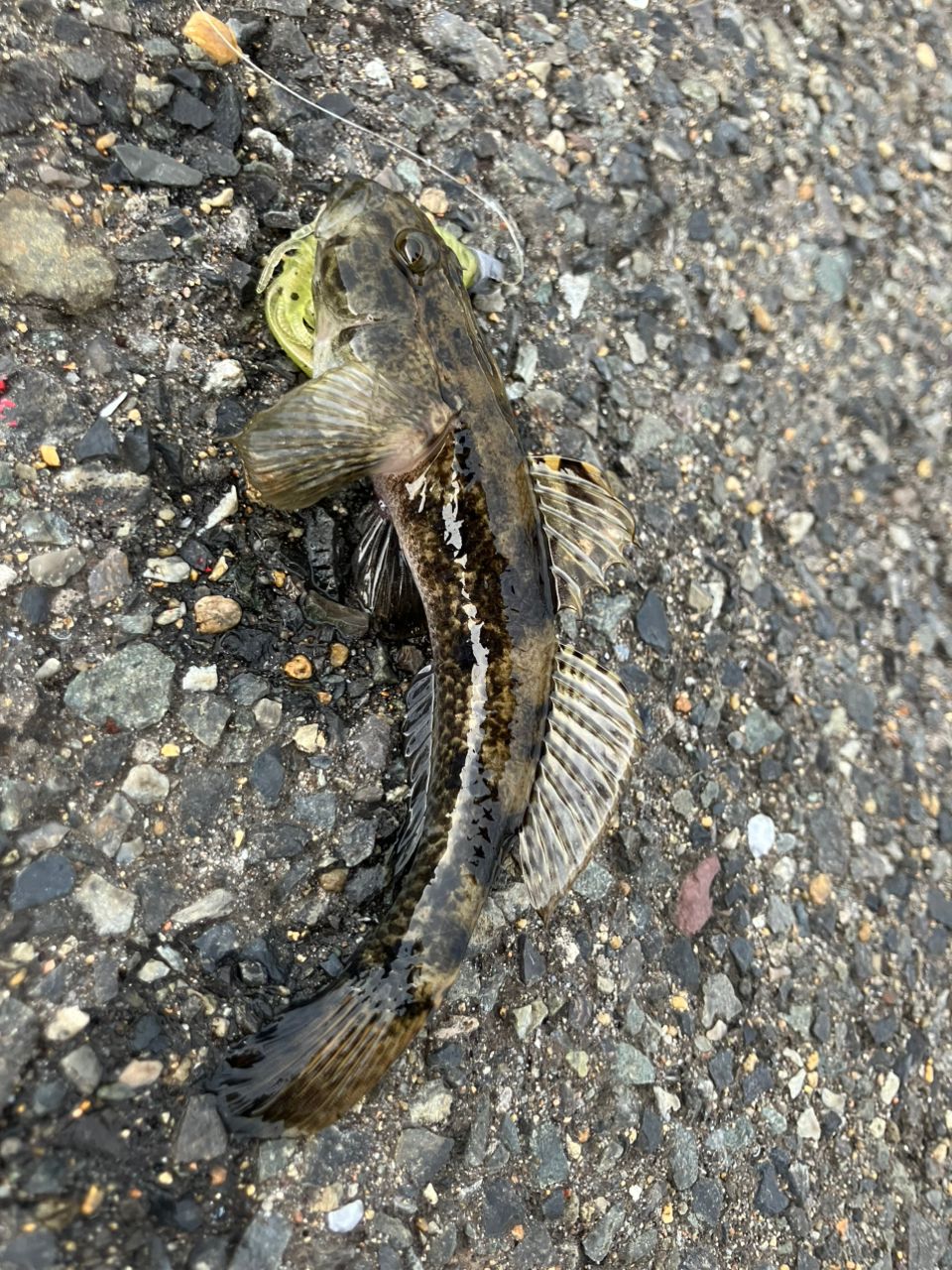 マハゼ