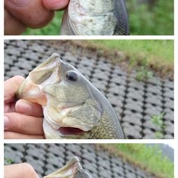 ブラックバス