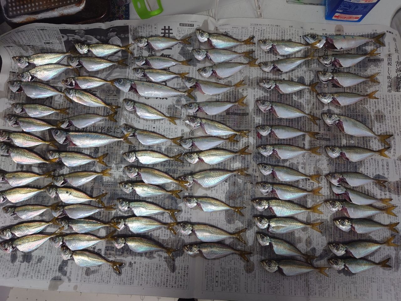 アジ
