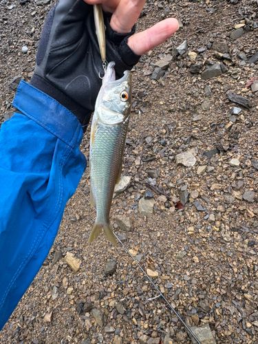 ハスの釣果