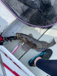 アイナメの釣果