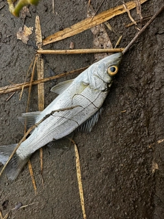 セイゴ（ヒラスズキ）の釣果