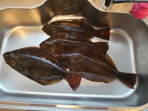 ヒラメの釣果