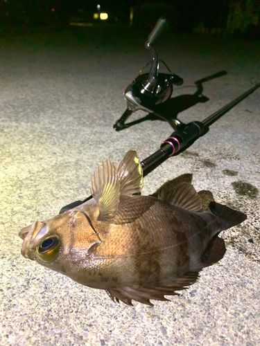 シロメバルの釣果