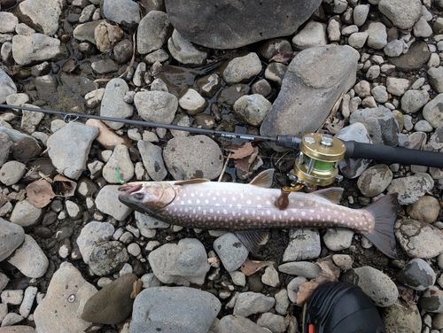アメマスの釣果