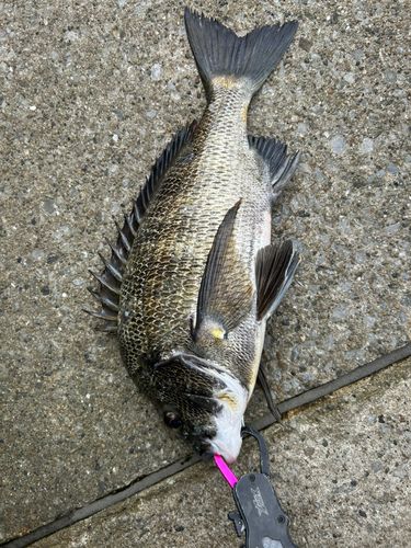 チヌの釣果