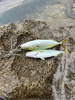ツバスの釣果