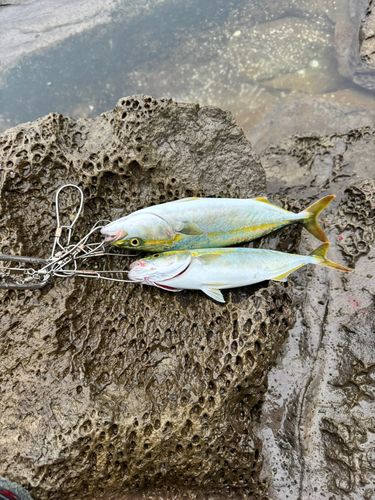 ツバスの釣果