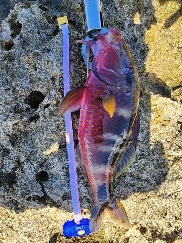 オジサンの釣果
