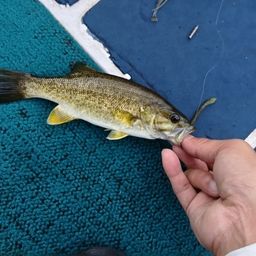 スモールマウスバス