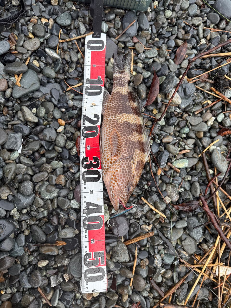 オオモンハタ