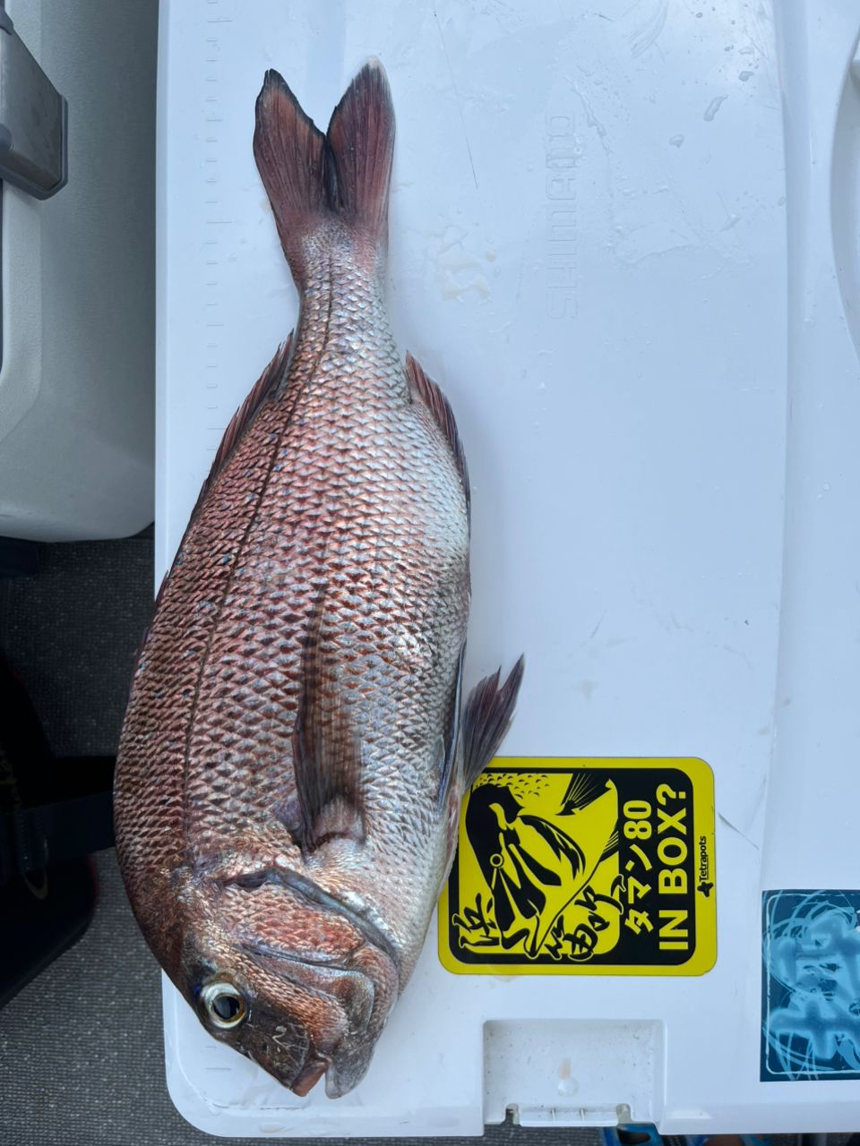 BOZUさんの釣果 1枚目の画像