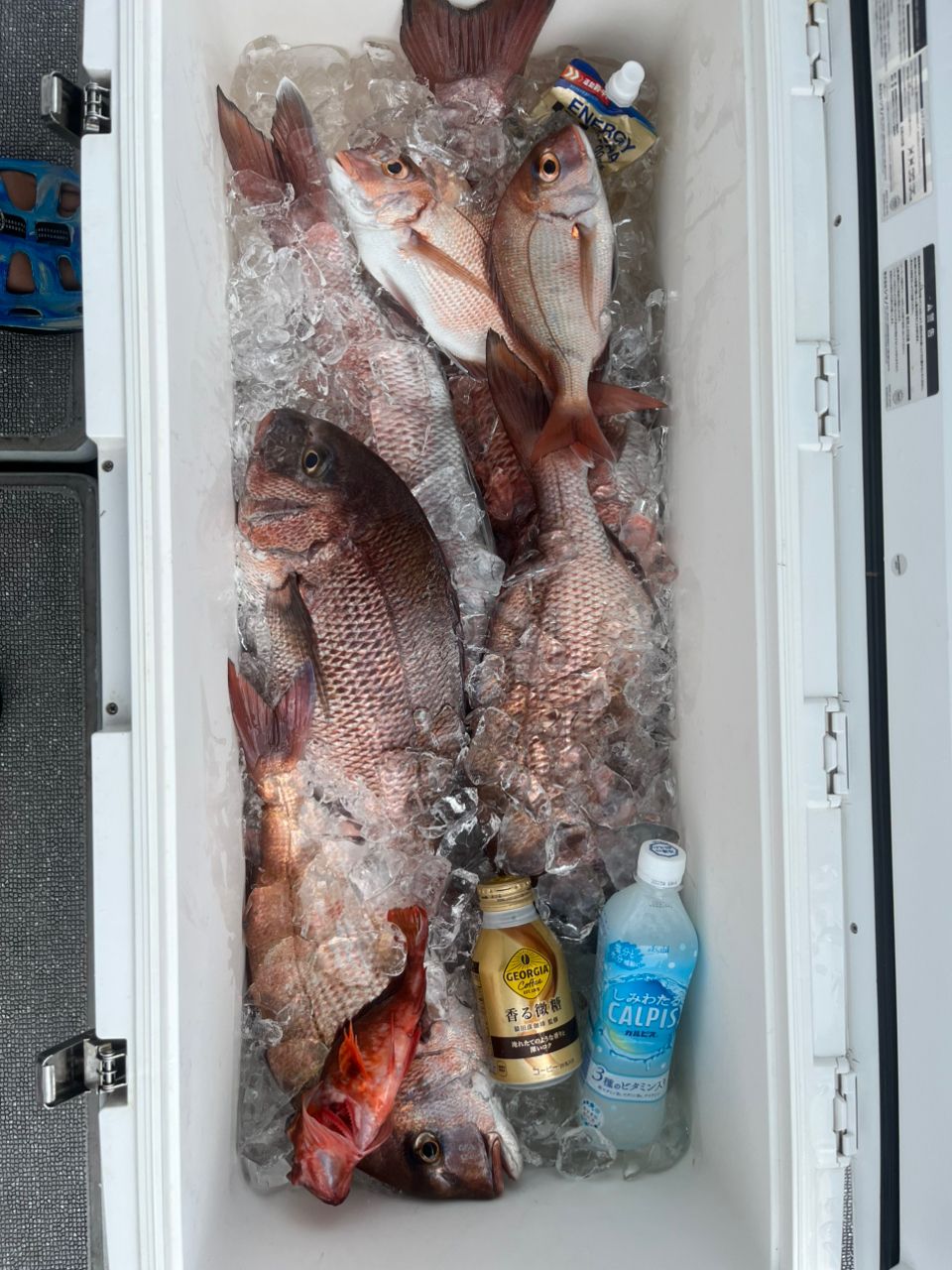 BOZUさんの釣果 2枚目の画像