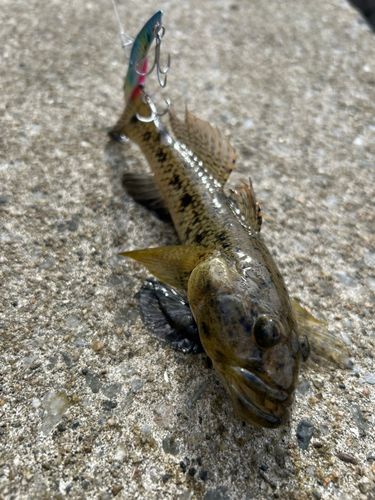 マハゼの釣果