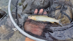 アユの釣果
