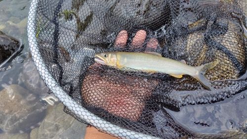 アユの釣果