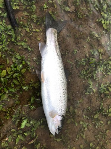 ニジマスの釣果