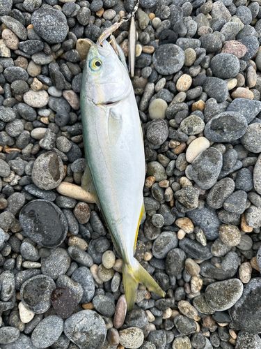 コゾクラの釣果