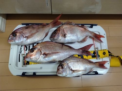 マダイの釣果
