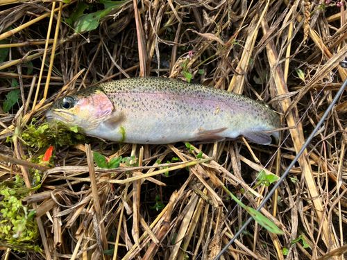 ニジマスの釣果