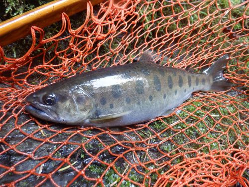 ヤマメの釣果