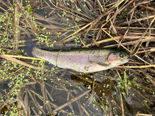 ニジマスの釣果