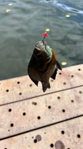 ブルーギルの釣果