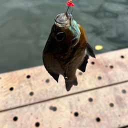 ブルーギル