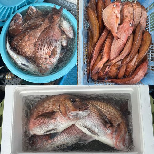 マダイの釣果
