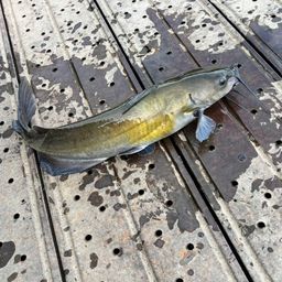 アメリカナマズ