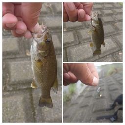 スモールマウスバス