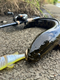 ライギョの釣果