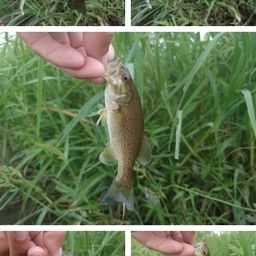 スモールマウスバス