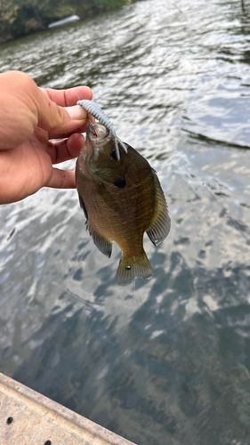 ブルーギルの釣果