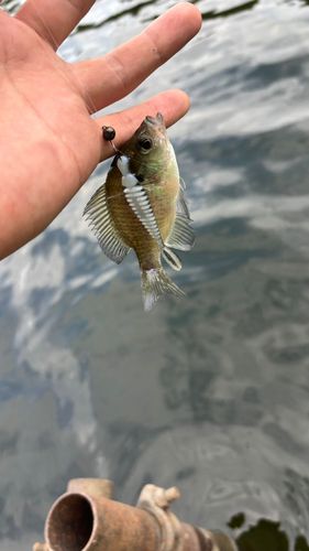 ブルーギルの釣果