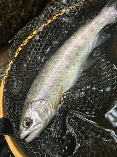ヤマメの釣果