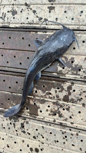 アメリカナマズの釣果