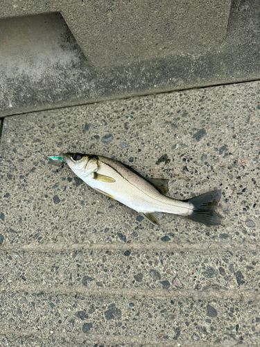 セイゴ（マルスズキ）の釣果