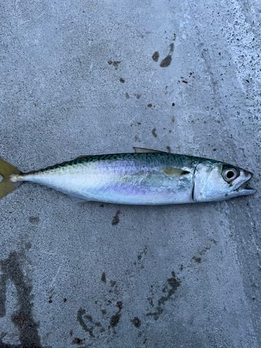 サバの釣果