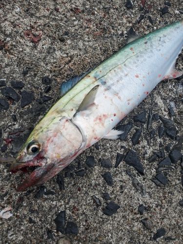 サゴシの釣果