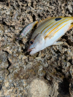 ヤマトビーの釣果