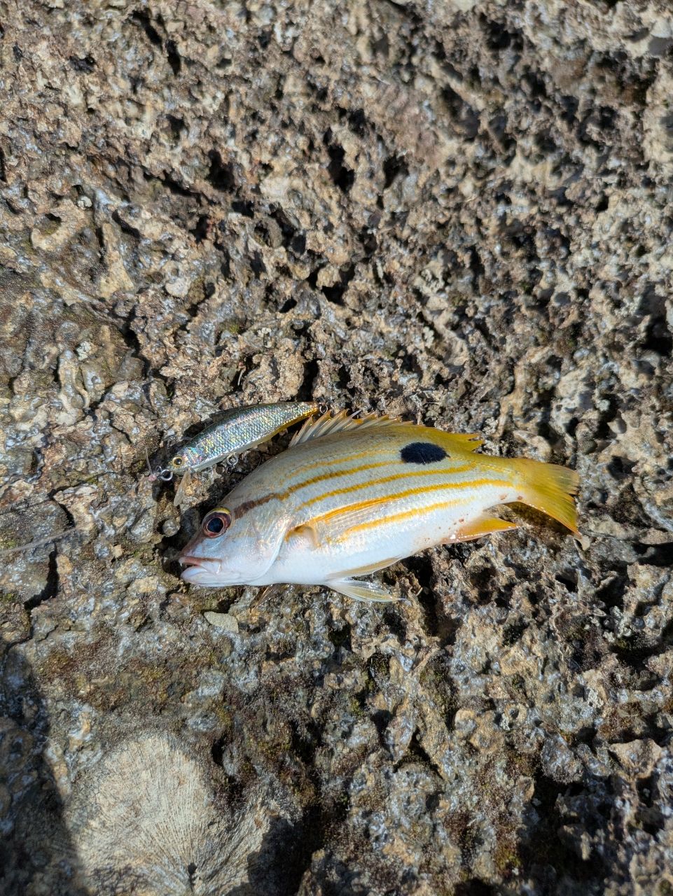 ヤマトビー